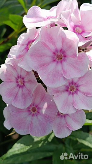 Сортовые флоксы продам