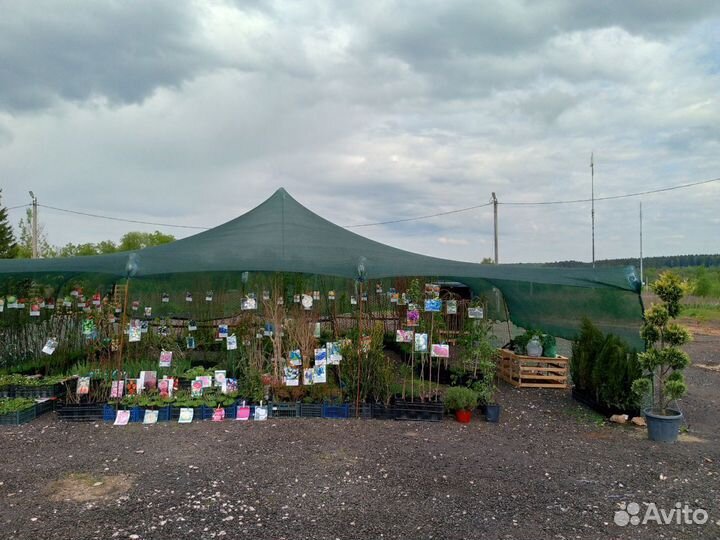 Саженцы Плодовых Деревьев, Хвойные,Цветы,2-х,3-х г