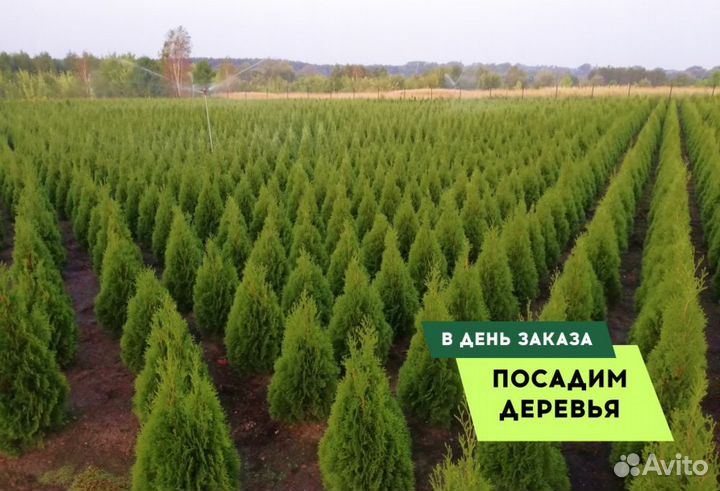 Смарагд,Колумна,Брабан в ассортименте