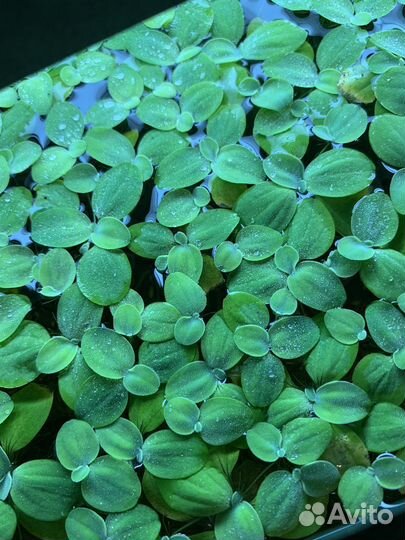 Аквариумное растение,Пистия