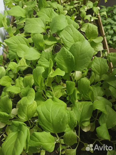 Рассада перца и баклажаны