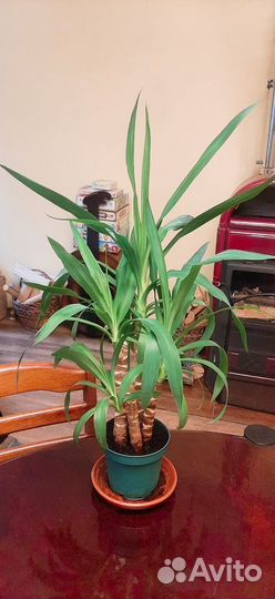 Юкка 4 ствола