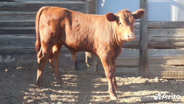 Быки и телки