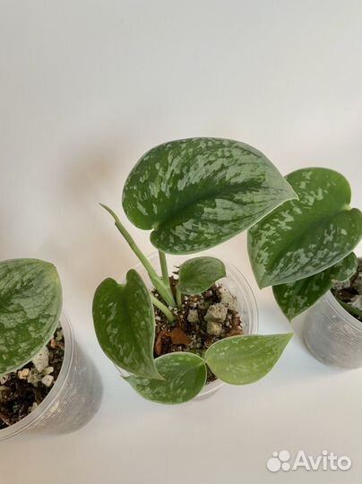 Сциндапсус Сильвер Энн