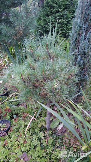 Кедр сибирский обычный и привитый