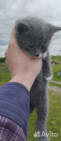 Котята помесь