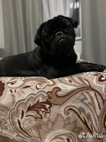 Мопс вязка мальчик