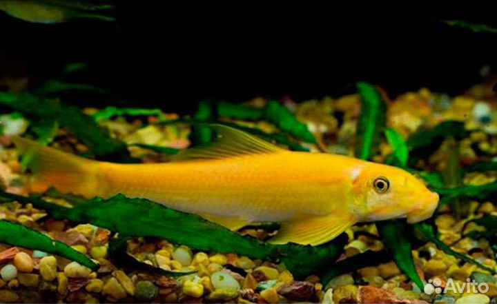 Гиринохейлус оранж 4-6см лисичка водорослеед - Alb