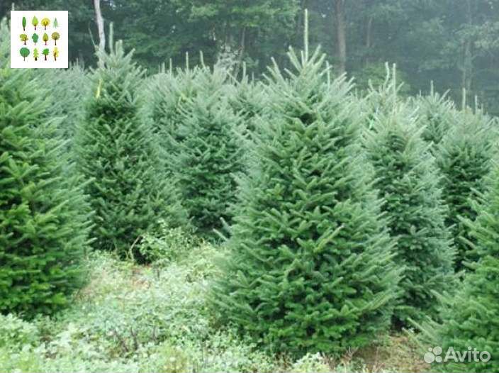 Крупномер ель