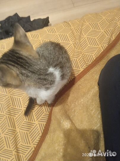 Котята обычные