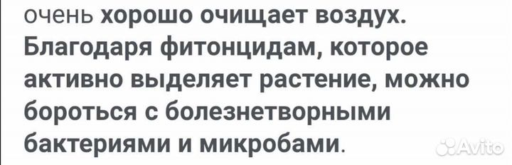 Драцена. Красивая и здоровая