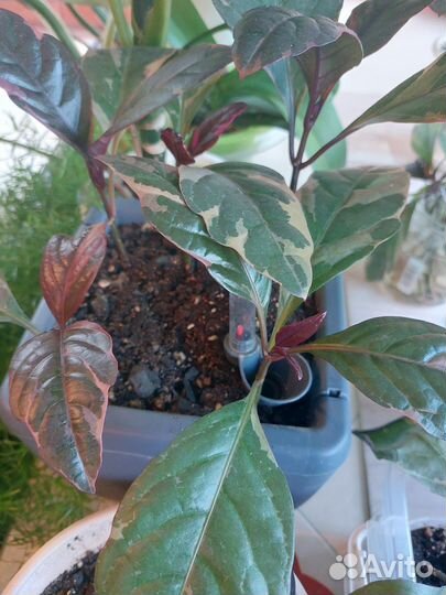 Псевдоэрантемум