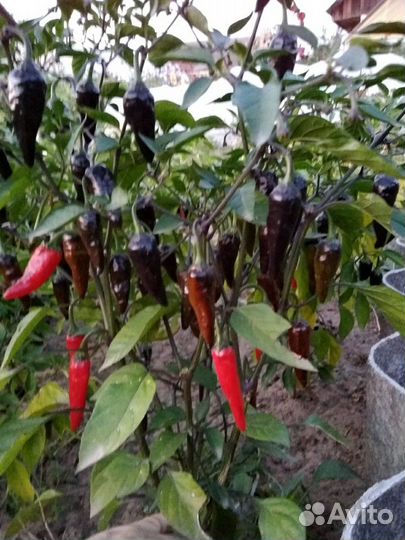 Острый перец