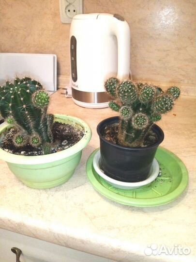 Кактус цветущий