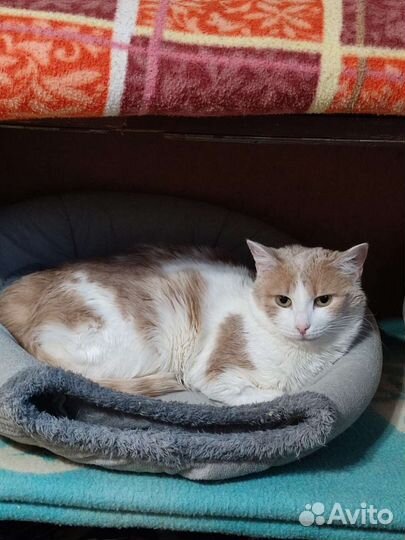 Зайка ищет семью