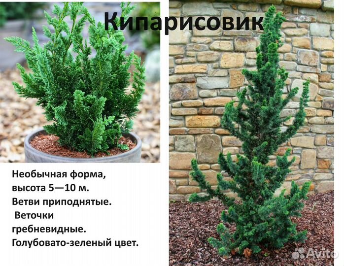 Кипарисовик Виссели
