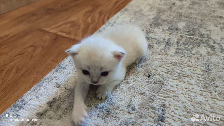 Шотландские котята