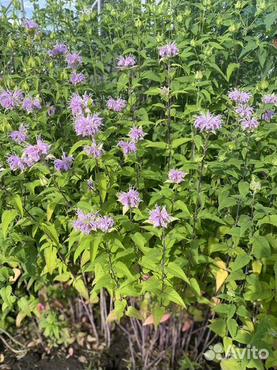 Монарда лимонная Диана