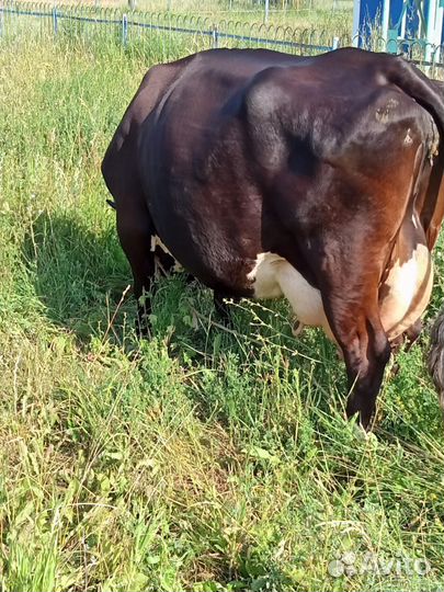 Корова телка