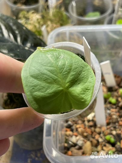 Алоказия Чаии / Chaii