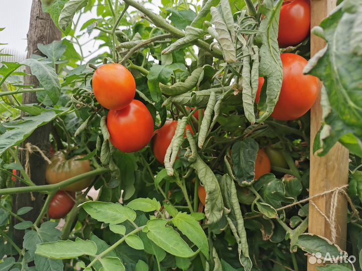 Помидоры томаты домашние