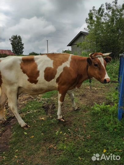 Корова стельная дойная