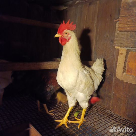 Продам петушков