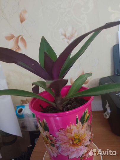 Цветы разные