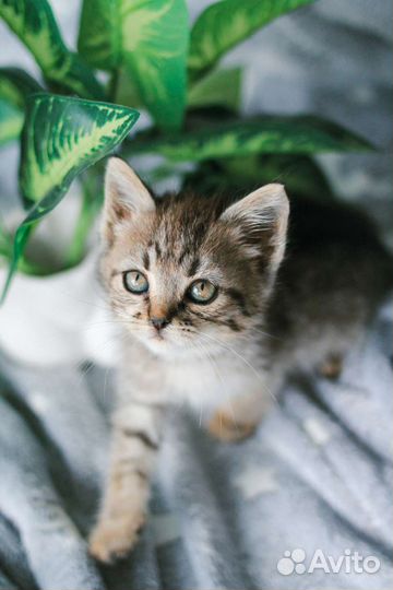 Мальчик 1,5-2 мес в добрые руки