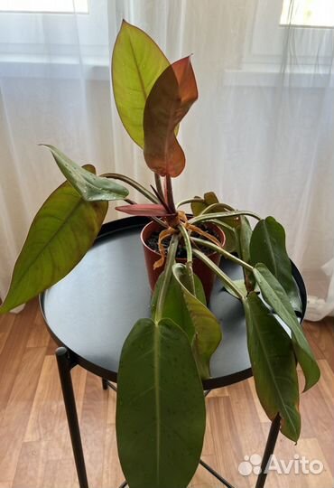 Филодендрон Принц Оранж