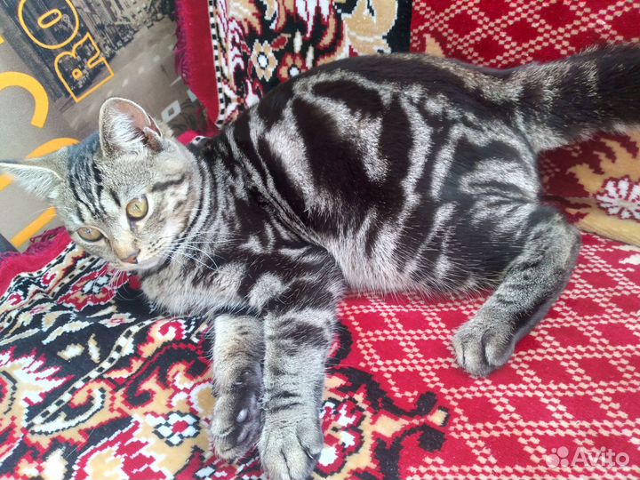 Кошки в добрые руки