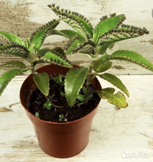 Спатифиллум, каланхоэ идр растения