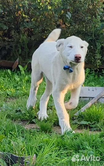 Среднеазиатская овчарка. сао. Алабай