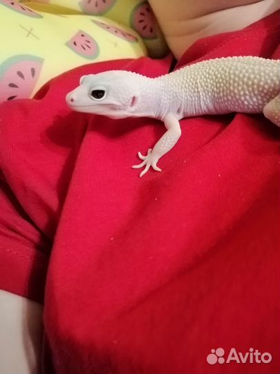 Эублефар самка