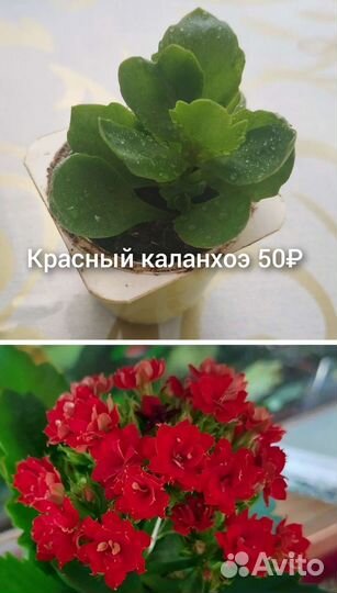 Цветомания