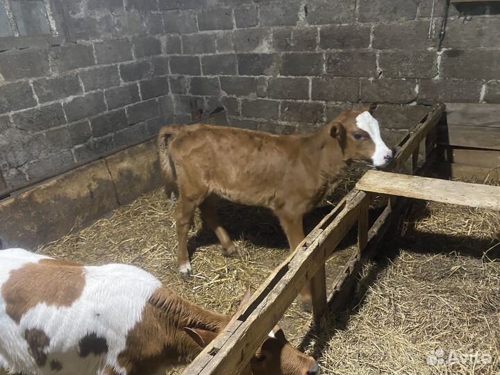 Телята телочки