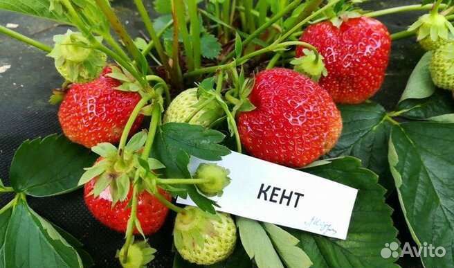 Рассада клубники и земклуники Купчиха