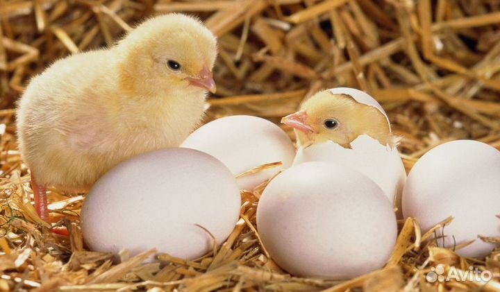 Цыплята бройлера Кобб, Росс импорт