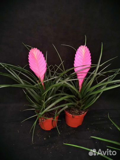 Тилландсия в ассортименте