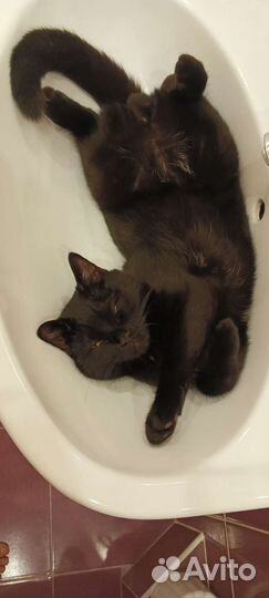 Отдам кота 8 месяцев