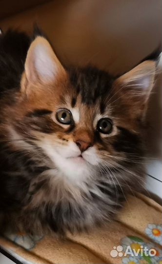 Котята мейн-кун