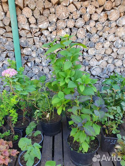 Саженцы плодовые и декоративные