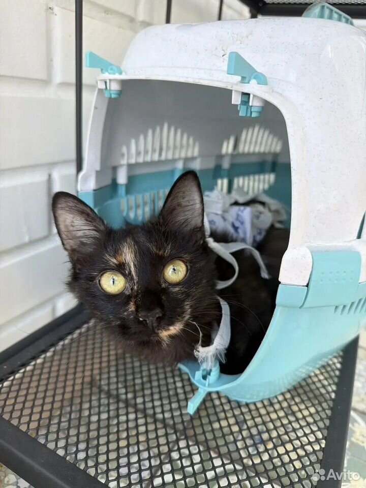 Котёнок в добрые руки, Краснодар