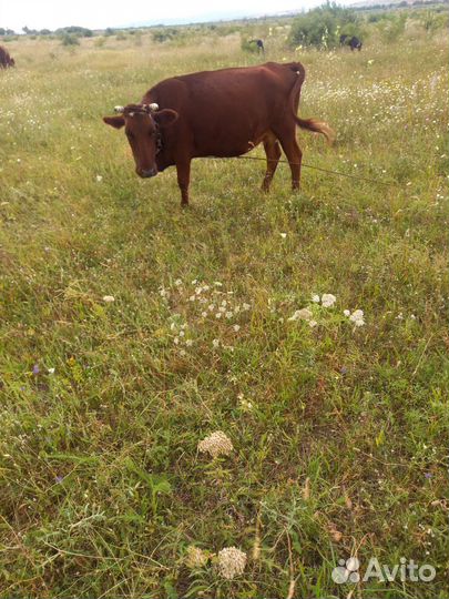 Корова/Телята