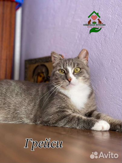 Супер кошка