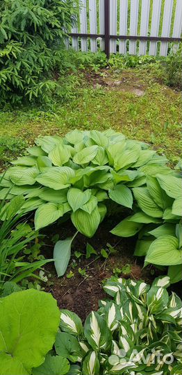 Хоста растение