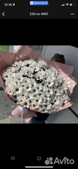 Хризантема