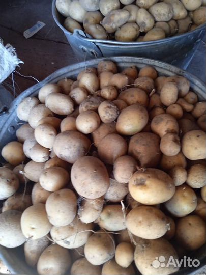 Тыква, картофель