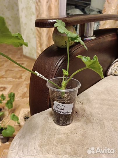 Пеларгонии сортовые