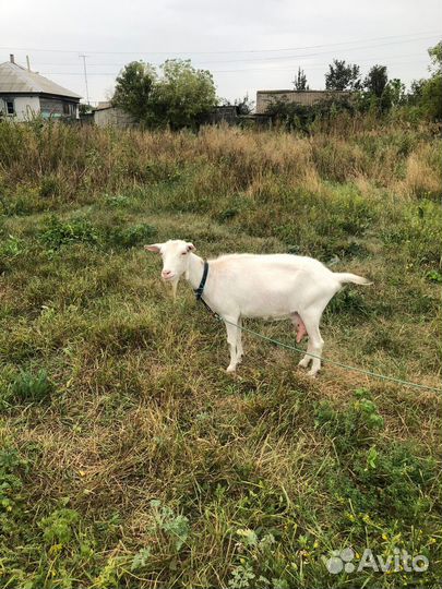 Козы дойные